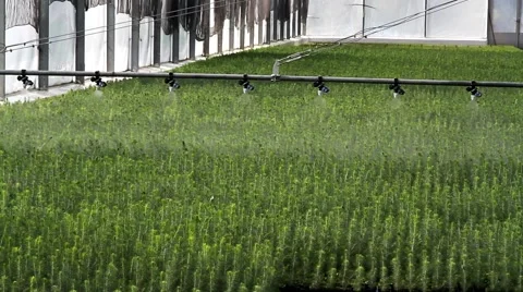 Automatic watering of plants (pine trees) in the greenhouse 库存影片 46515608