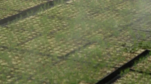Automatic Watering Of Plants Pine Trees In The Greenhouse Stock-Footage 59912010