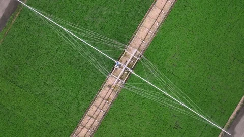Automatic watering of seedlings in a forest nursery. Reforestation. Stockbeeldmateriaal 327812958