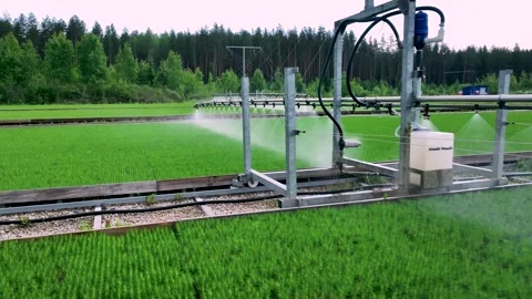 Automatic watering of seedlings in a forest nursery. Reforestation. Video stock 327812989