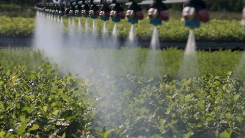 Automatic watering sprays tree seedlings in the nursery. Stock Footage 300764505