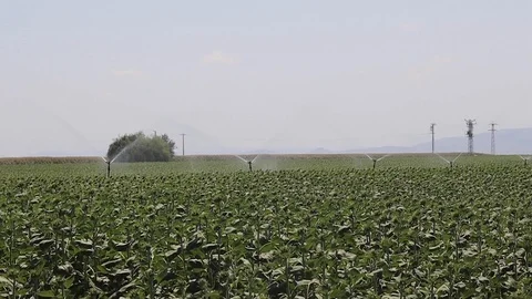 Automatic watering in sunflower field in slow motion Stock Footage 113764656