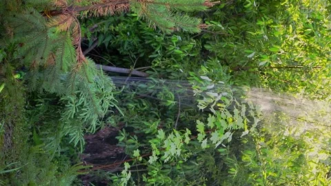 Automatic watering system. Irrigation of a personal plot Stock Footage 202630401