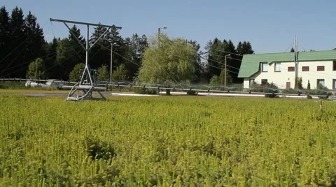 Automatic watering system at the nursery plants outdoor for timber 库存影片 59972324