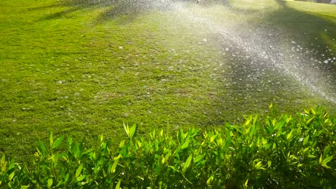 An automatic watering system sprays water on green grass and plants. Stock Footage 296509685