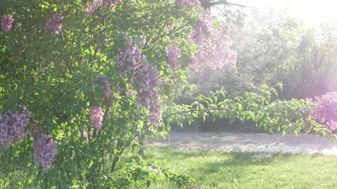 An automatic watering system waters a blooming green bush Vídeos de archivo 242454883