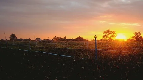 Automatic watering systems are working. Sunset background Stock Footage 119374411