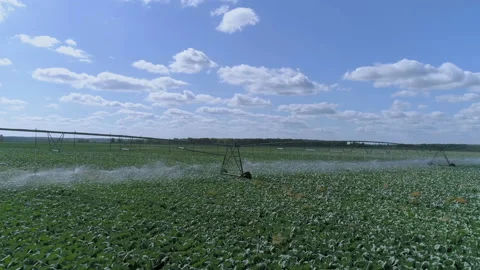 Automatical irrigation of the harvest 스톡 동영상 93144358
