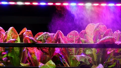 Automation process of plants watering under  led lights. Technology in farming. Stock Footage 103928502