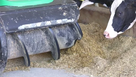 Automatization process of feeding for cows, automatic feeder, agricultural Stock Footage 250007784