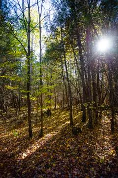 Automn Forest Stock-Fotos