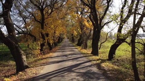 Automn road Stock Footage 195850126