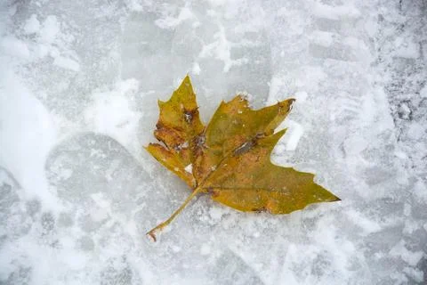 Automnal maple leaf falling in the snow Stock Photos