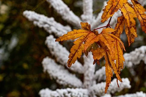 Automne-Hiver Stock Photos