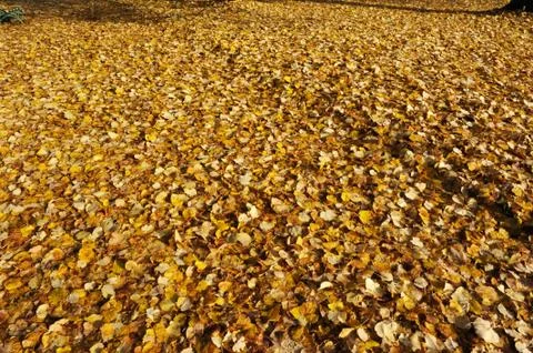 Automne Stock Photos