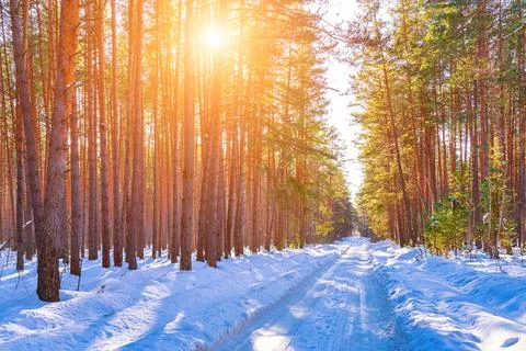 Automobile road through a spring pine forest covered with snow on a clear sun Stock Photos