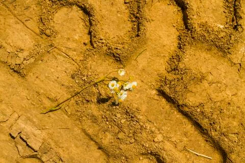 Automobile trace Stock Photos