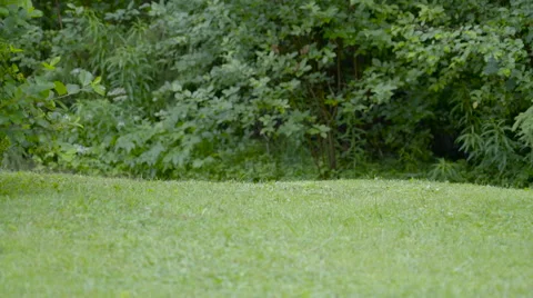 An automower moving on the green grass Stock Footage 64851396