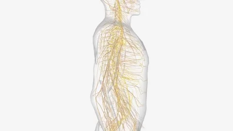 The autonomic nervous system is a component of the peripheral nervous system Stock Footage 271052561