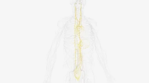 The autonomic nervous system is a component of the peripheral nervous system Stock Footage 271055279