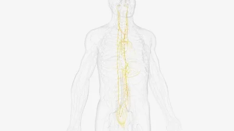 The autonomic nervous system is a component of the peripheral nervous system Stock Footage 271055480