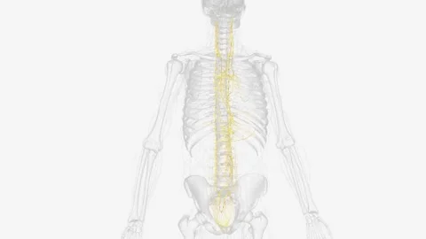 The autonomic nervous system is a component of the peripheral nervous system Stock Footage 271055591