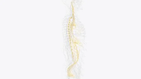 The autonomic nervous system is a component of the peripheral nervous syste.. 스톡 일러스트