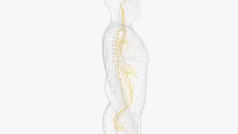 The autonomic nervous system is a component of the peripheral nervous syste.. Stock Illustration