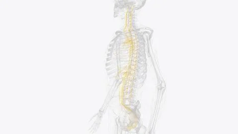 The autonomic nervous system is a component of the peripheral nervous syste.. 스톡 일러스트