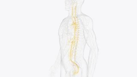 The autonomic nervous system is a component of the peripheral nervous syste.. 스톡 일러스트