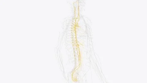 The autonomic nervous system is a component of the peripheral nervous syste.. イラスト素材