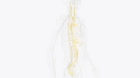 The autonomic nervous system is a component of the peripheral nervous syste.. イラスト素材