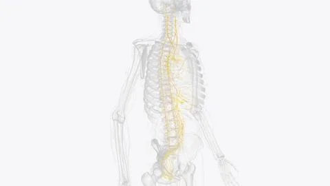 The autonomic nervous system is a component of the peripheral nervous syste.. イラスト素材
