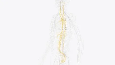 The autonomic nervous system is a component of the peripheral nervous syste.. イラスト素材