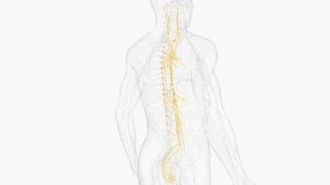 The autonomic nervous system is a component of the peripheral nervous syste.. 스톡 일러스트