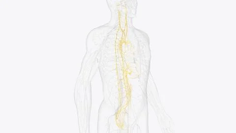 The autonomic nervous system is a component of the peripheral nervous syste.. イラスト素材