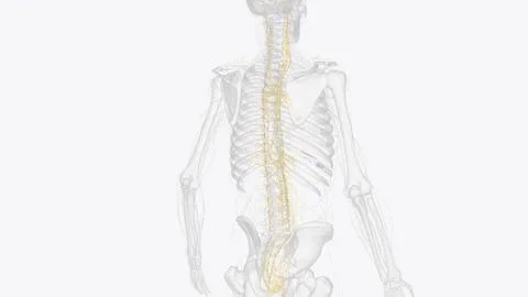 The autonomic nervous system is a component of the peripheral nervous syste.. Stock Illustration