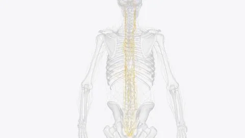The autonomic nervous system is a component of the peripheral nervous syste.. Stock Illustration