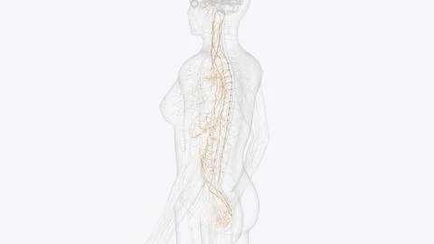 The autonomic nervous system is a component of the peripheral nervous syste.. 스톡 일러스트