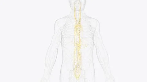 The autonomic nervous system is a component of the peripheral nervous syste.. Stock Illustration