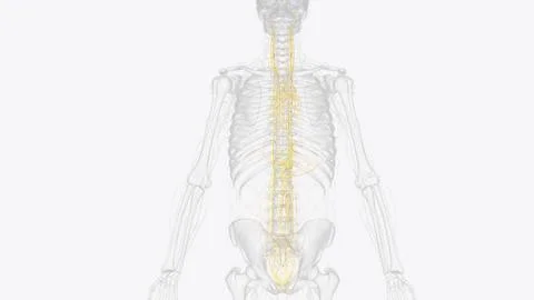 The autonomic nervous system is a component of the peripheral nervous syste.. イラスト素材