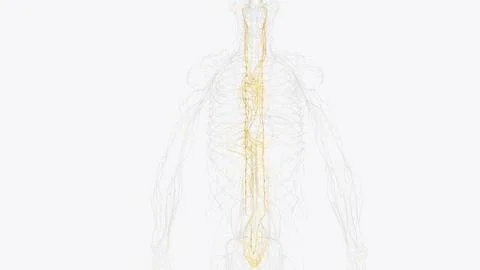 The autonomic nervous system is a component of the peripheral nervous syste.. 스톡 일러스트