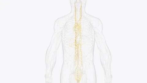 The autonomic nervous system is a component of the peripheral nervous syste.. Stock Illustration
