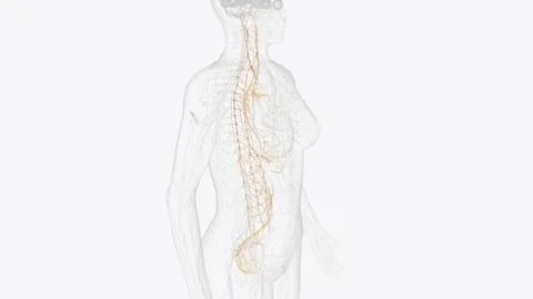 The autonomic nervous system is a component of the peripheral nervous syste.. イラスト素材