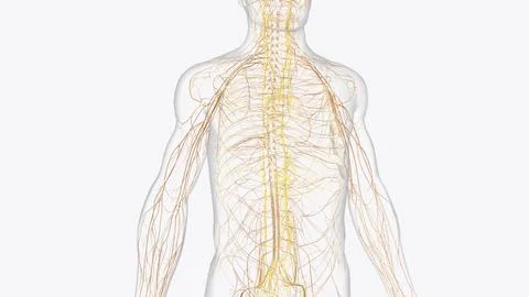 The autonomic nervous system is a component of the peripheral nervous syste.. イラスト素材