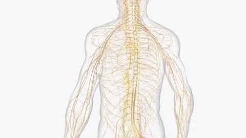 The autonomic nervous system is a component of the peripheral nervous syste.. Stock Illustration