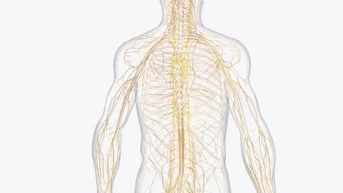 The autonomic nervous system is a component of the peripheral nervous syste.. 스톡 일러스트