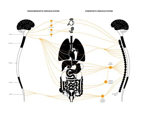 Autonomic nervous system Stock Illustration