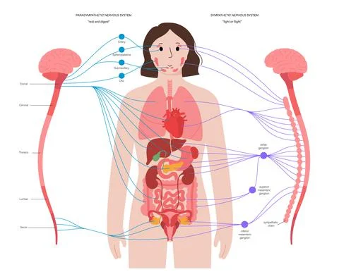 Autonomic nervous system Stock Illustration