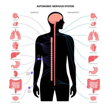 Autonomic nervous system Stock Illustration
